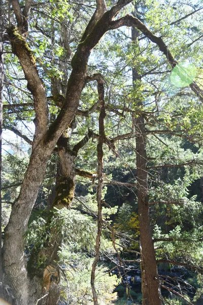 DSC_6446 (Large).JPG